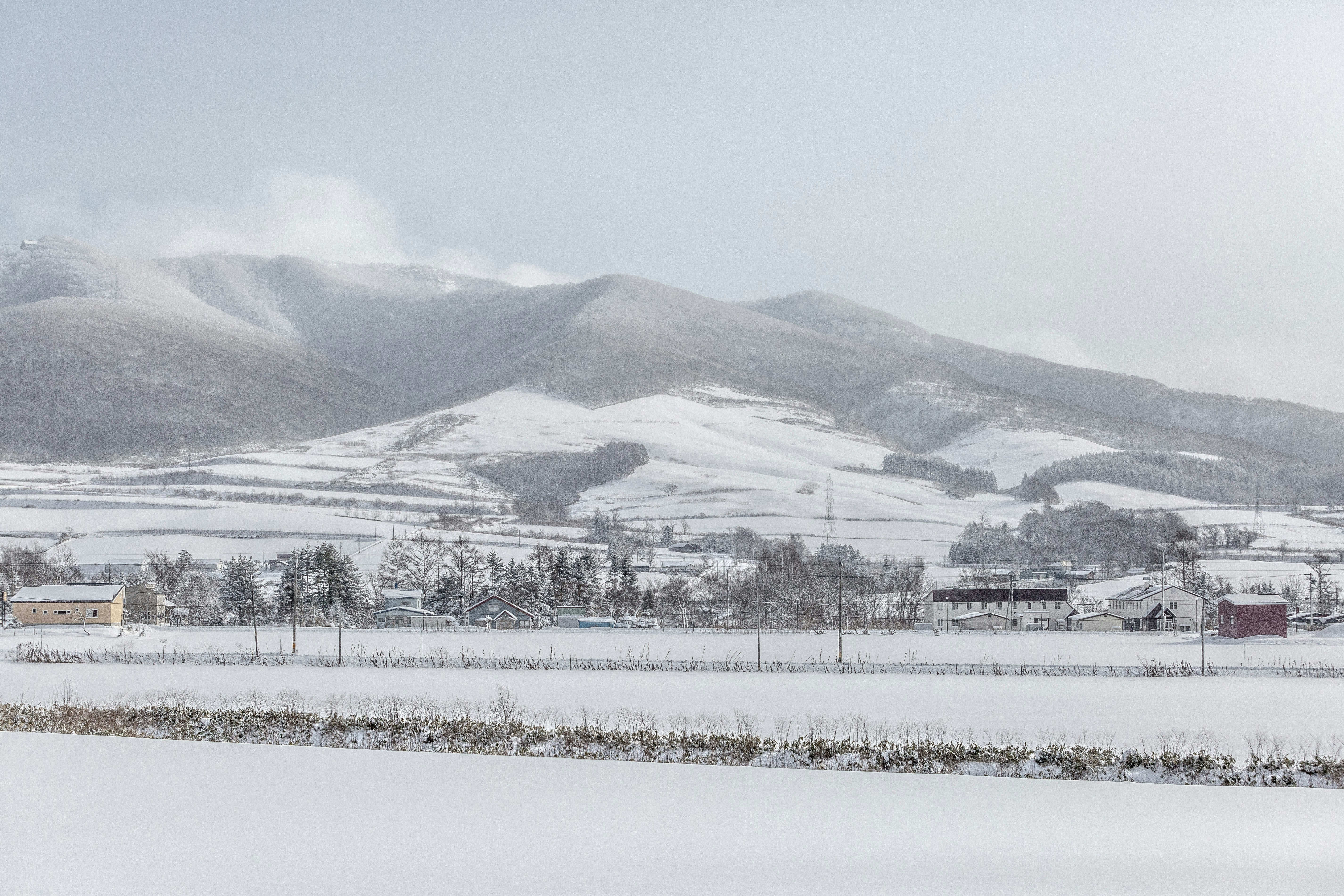 white field